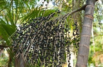 Acai Oil